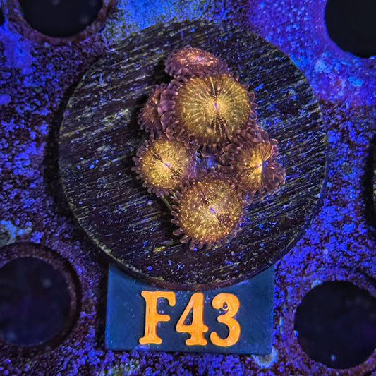 WYSIWYG Pandora Pandoras Zoa Zoanthid Zoanthids zoas Soft Coral F43