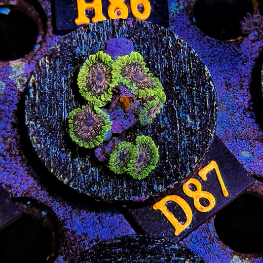 WYSIWYG Ultra Zoa Zoanthid Zoanthids zoas Soft Coral D87