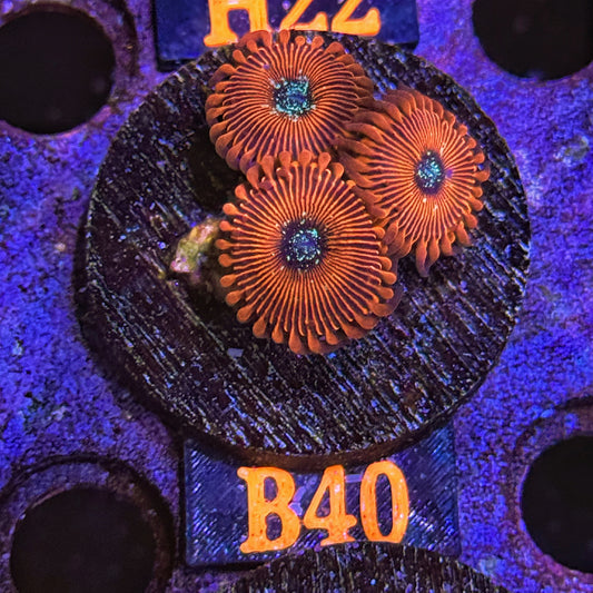 WYSIWYG Magician Magicians Zoa Zoanthid Soft Coral B40