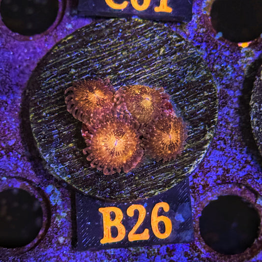 WYSIWYG Pandora Pandoras Zoa Zoanthid Zoanthids zoas Soft Coral B26