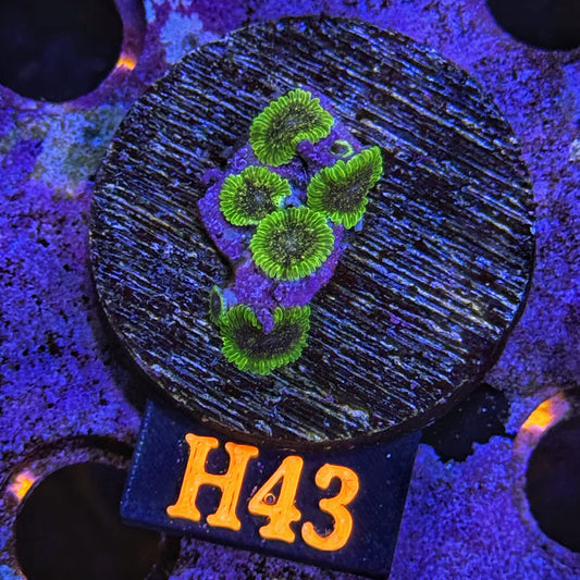 WYSIWYG Comet Combustion Zoa Zoanthid Zoanthids zoas Soft Coral H43
