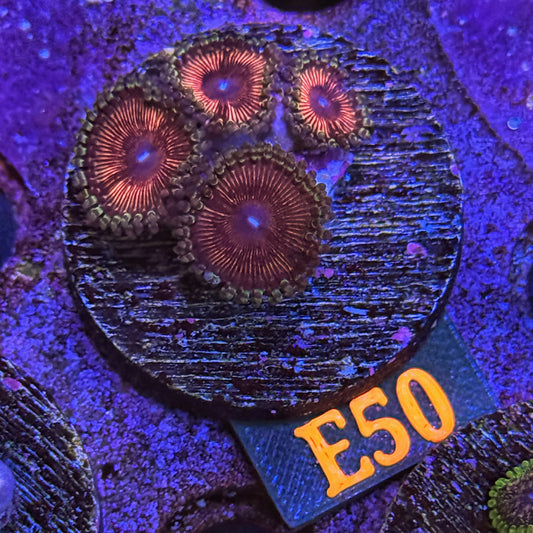 WYSIWYG Armor of God Gods Zoa Zoanthid Zoanthids zoas Soft Coral E50
