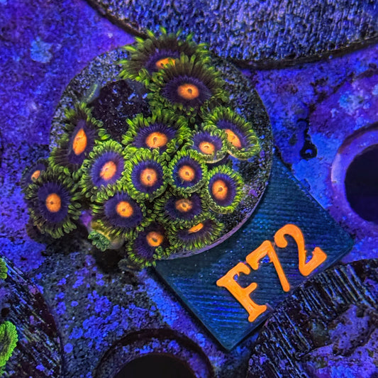 WYSIWYG Blowpop Blowpops Zoa Zoanthid Zoanthids zoas Soft Coral F72