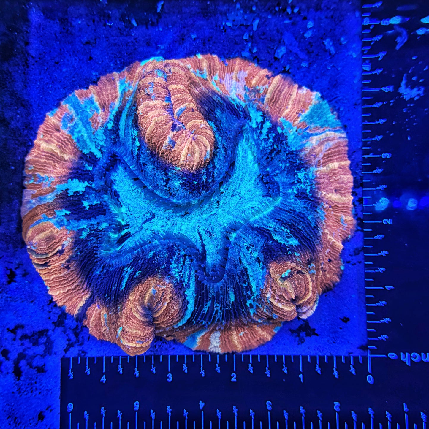 WYSIWYG Huge 5”x5” Trachyphyllia Wesso