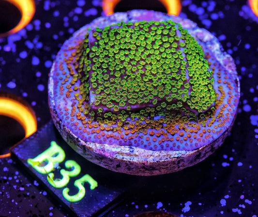 WYSIWYG B35 Pokerstar Montipora Frag Monit