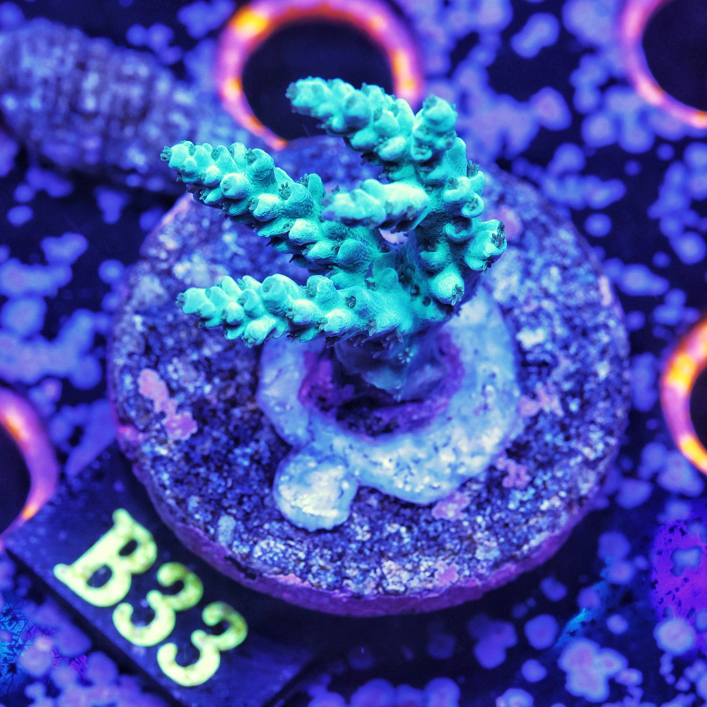 WYSIWYG B33 Acropora Acro SPS Frag