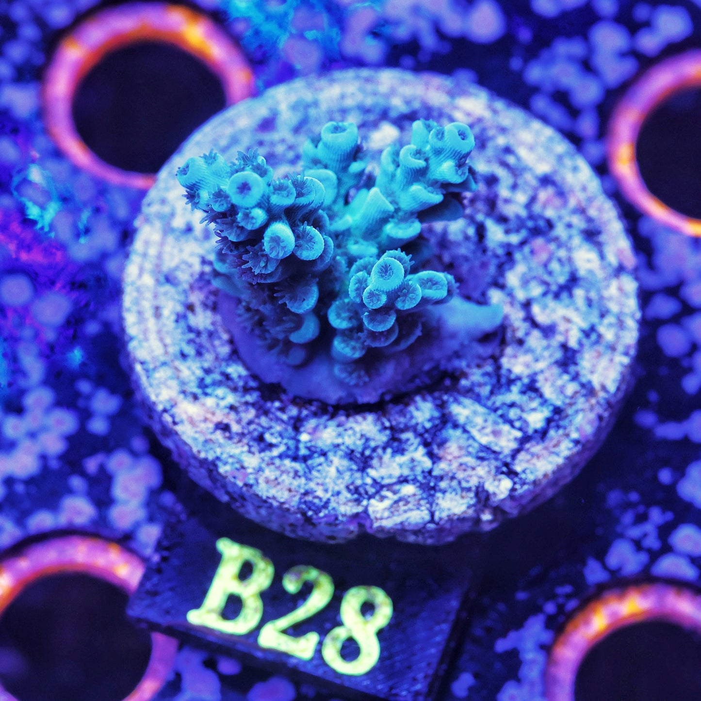 WYSIWYG B28 Acropora Acro SPS Frag