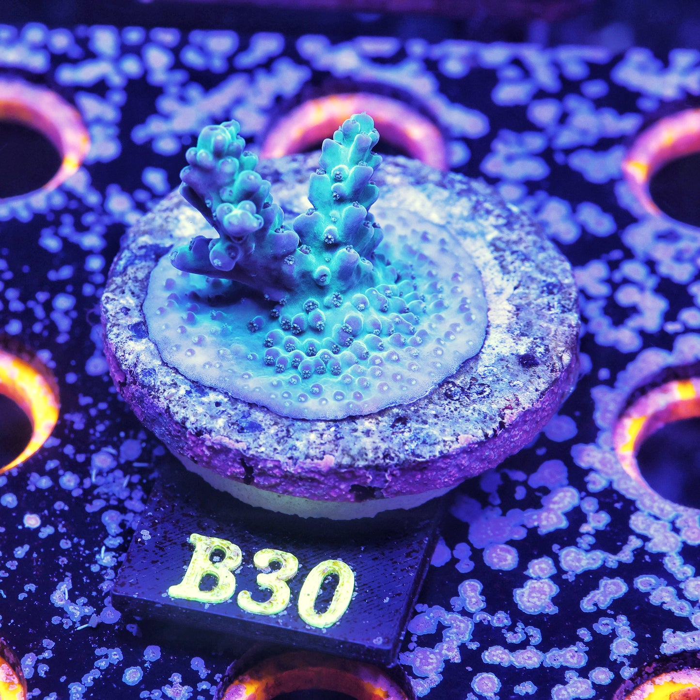 WYSIWYG B30 Acropora Acro SPS Frag