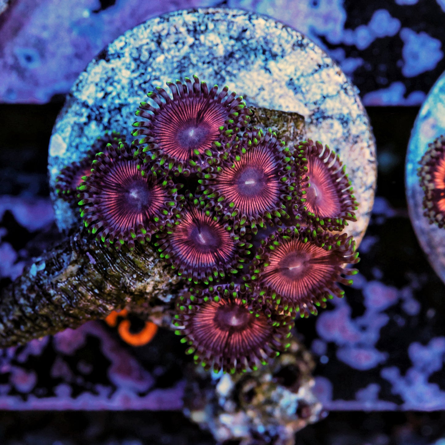 WYSIWYG B45 Armageddon Zoa Zoanthid Red Green Multiple Polyps Frag